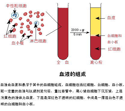 血液血漿成分